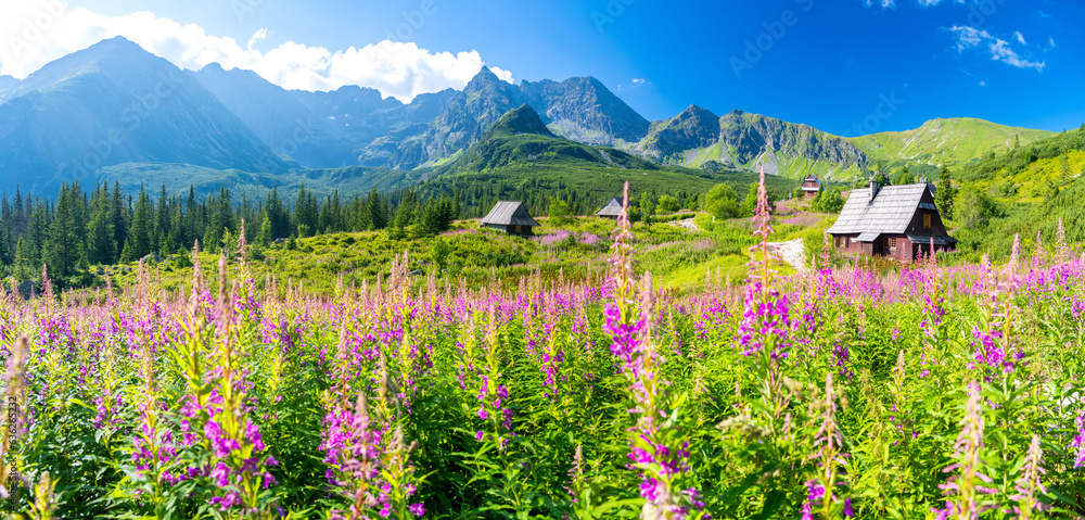 blossom vallay in Tatra mountains during summer in Poland