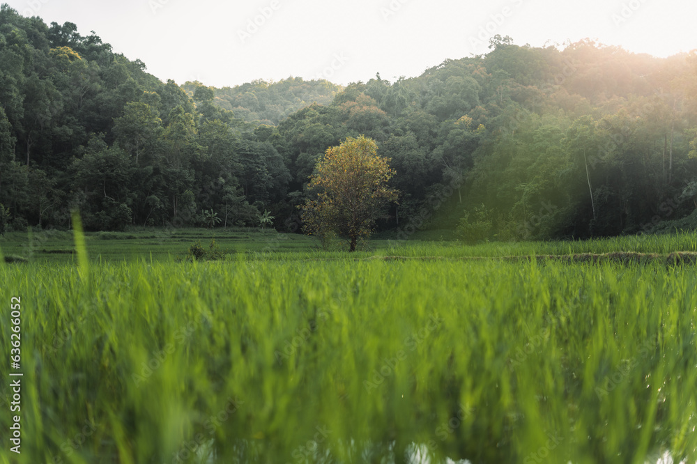 Rice fields in rural forest at dusk Rice fields in rural forest at dusk