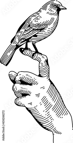 a small bird sits on a person's hand, vector drawing