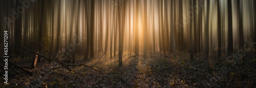 sunrise in the forest