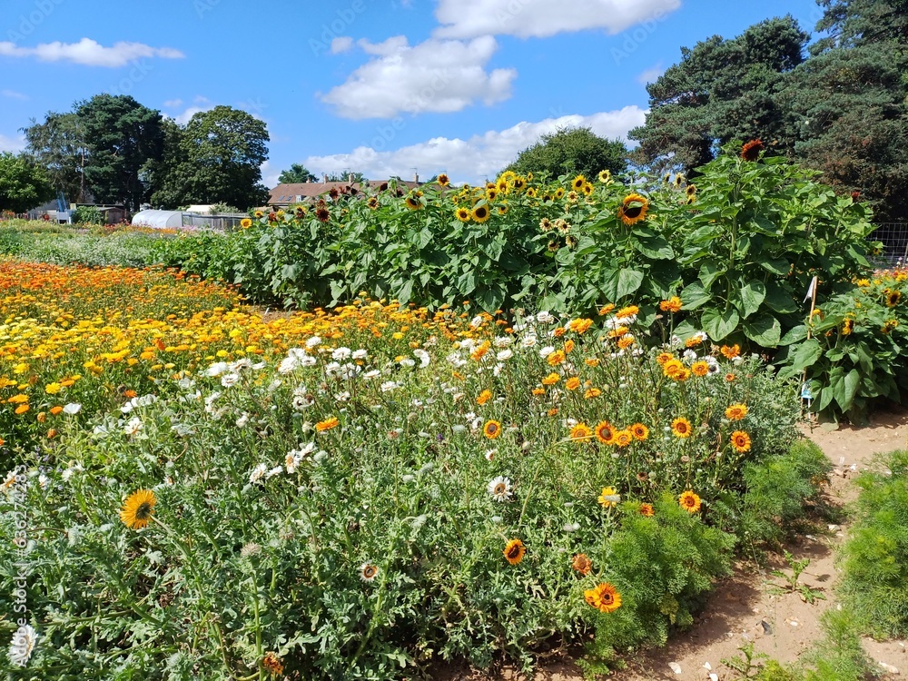 Sunflowers and a field of other flowers, wildflower meadow Sunflowers and a field of other flowers, wildflower meadow
