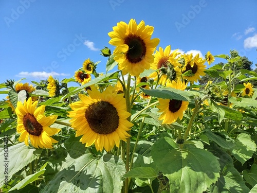 field of sunflowers, helenium annum