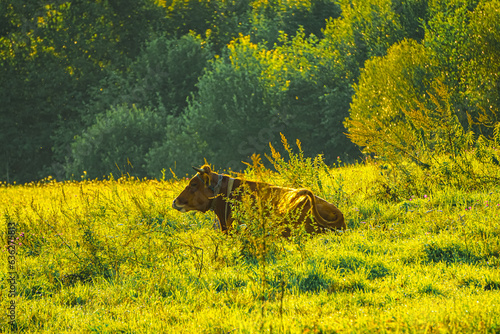 A brown cow lies on a green meadow in the rays of the dawn sun.  Animals living on a farm.  Agriculture in the village.