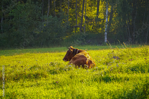 A brown cow lies on a green meadow in the rays of the dawn sun.  Animals living on a farm.  Agriculture in the village.
