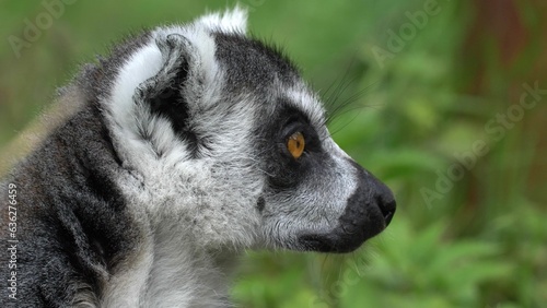 Ring-Tailed Lemur Catta Looking Around and Resting Close-Up  Lemuridae Family