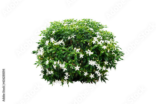 green bush with white flowers isolated