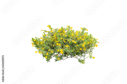 yellow flowers plant isolated, flowers bush