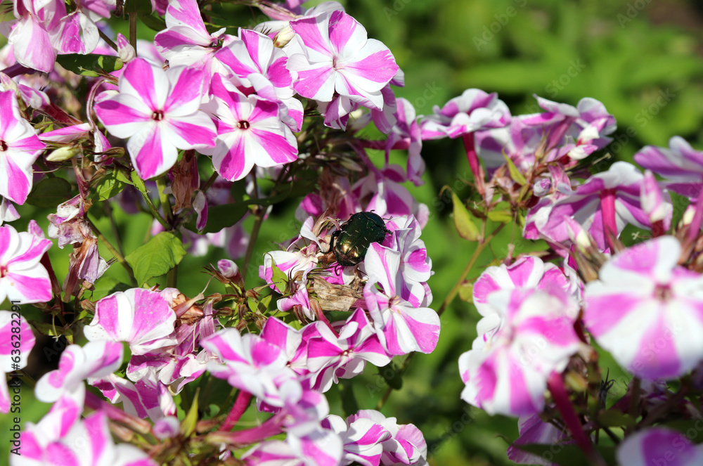 beetle Cetonia aurata rear view on striped white-pink phlox flowers on a sunny summer day - photo horizontal closeup