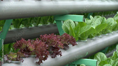 Organic hydroponic vegetable cultivation farm. greenhouse .