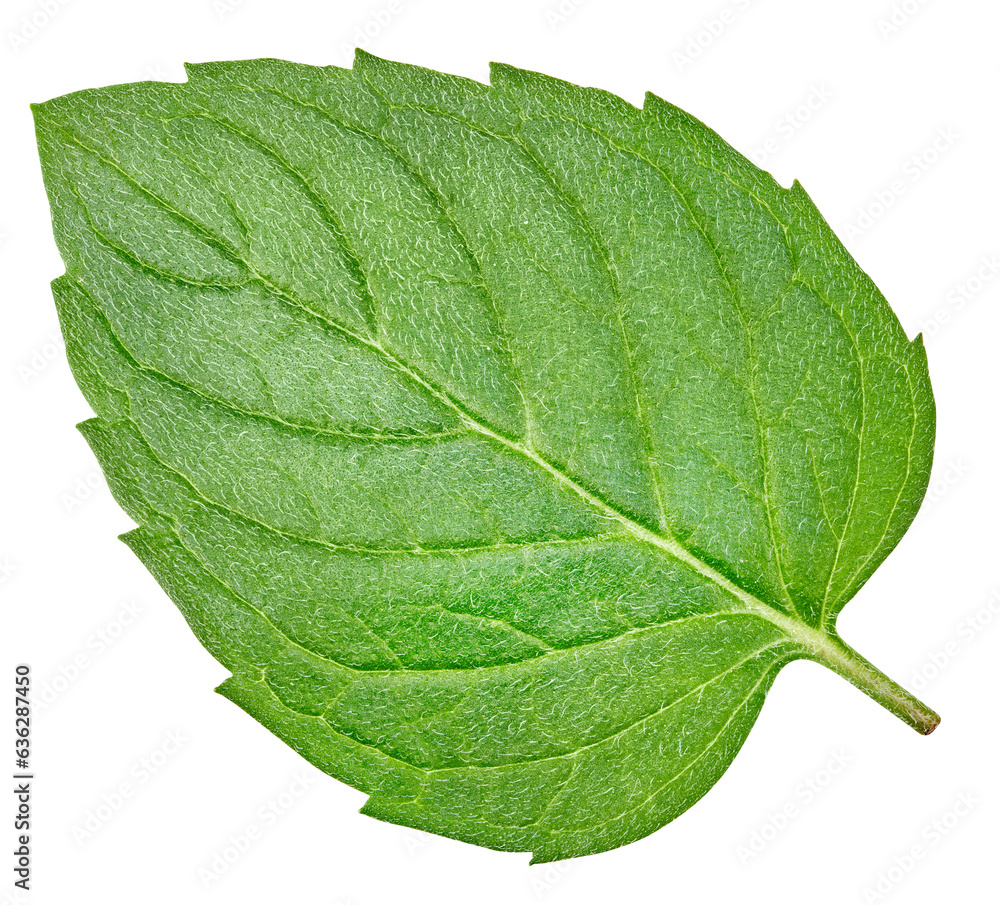 Obraz premium Mint leaves with Clipping Path isolated