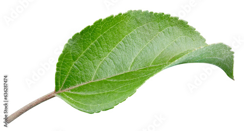 Apple leaf closeup isolated