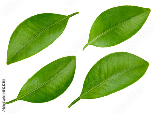 Citrus leaves with isolated Clipping Path