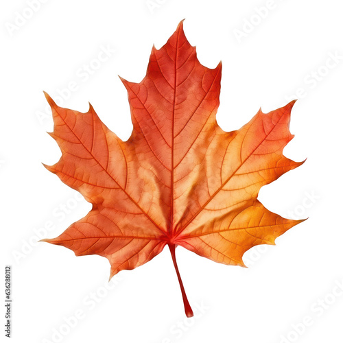 Autumn colored fall leaf isolated.