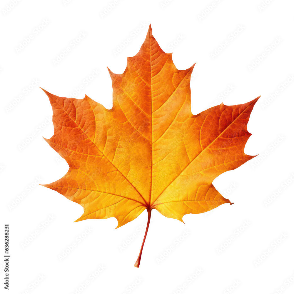 Autumn colored fall leaf isolated. Autumn colored fall leaf isolated.