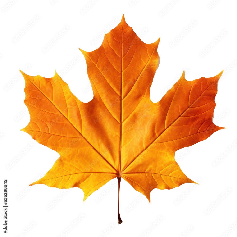 Autumn colored fall leaf isolated. Autumn colored fall leaf isolated.