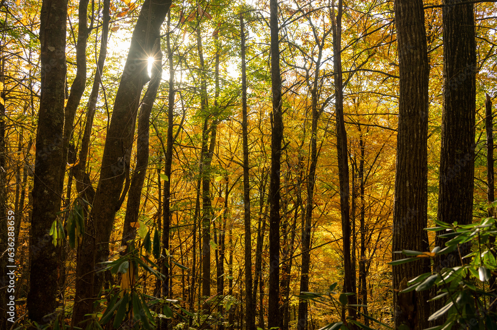 Sunburst Breaks Through Thick Yellow Forest In The Fall