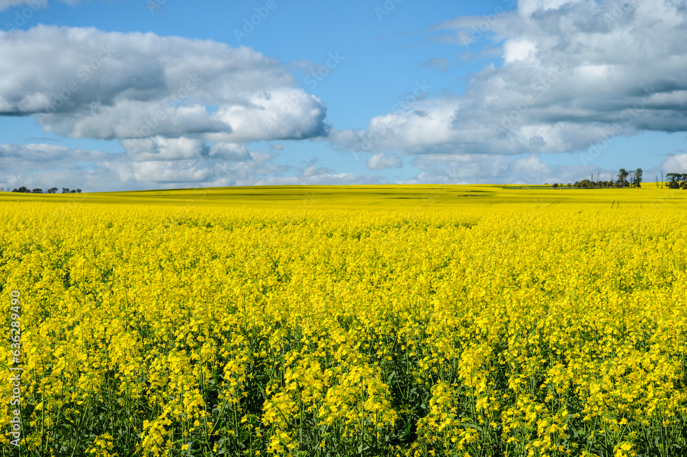 Bright yellow canola fields under a blue sky with white clouds