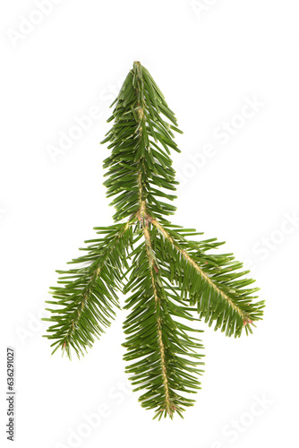 Spruce branch isolated on white background. High resolution photo.