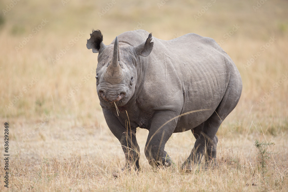 Fototapeta premium nashorn