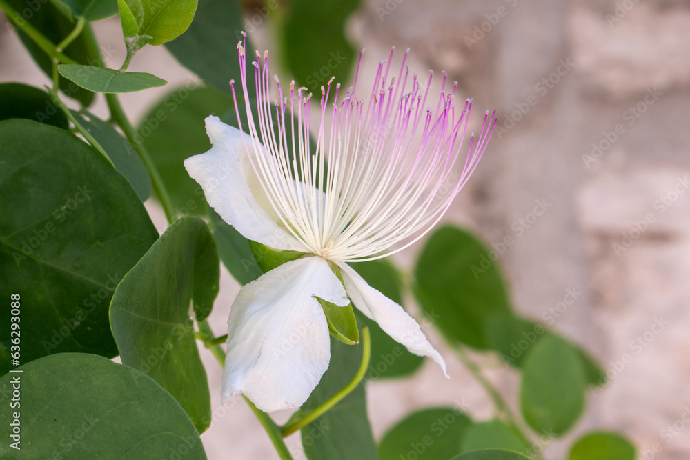 caper bush also Flinders rose (in german Echter Kapernstrauch also Dorniger Kapernstrauch