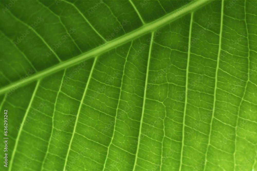 Texture of green leaf closeup for background Texture of green leaf closeup for background