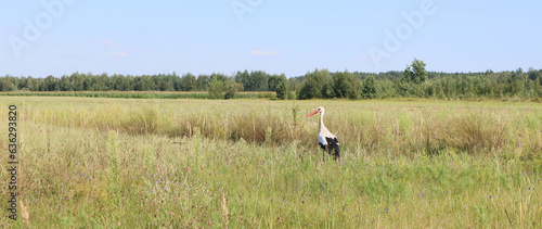 The stork bird walks through the meadow. Stork in the Belarusian woodland. Beautiful natural background. Summer landscape. 