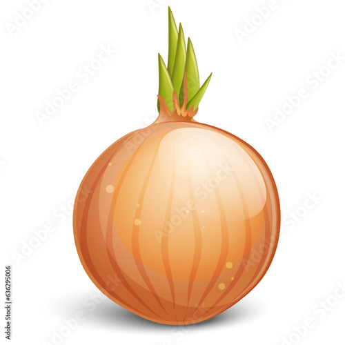Vector onion on white background