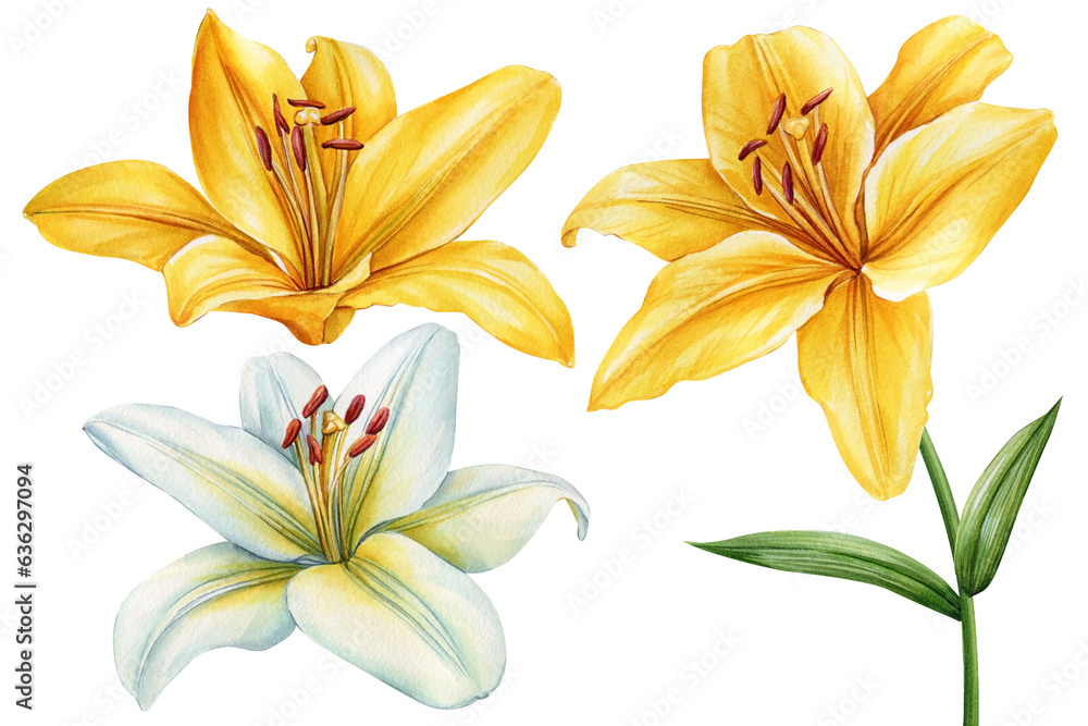 Colorful lilies, set flowers on an isolated white background, watercolor botanical painting illustration. Greeting card