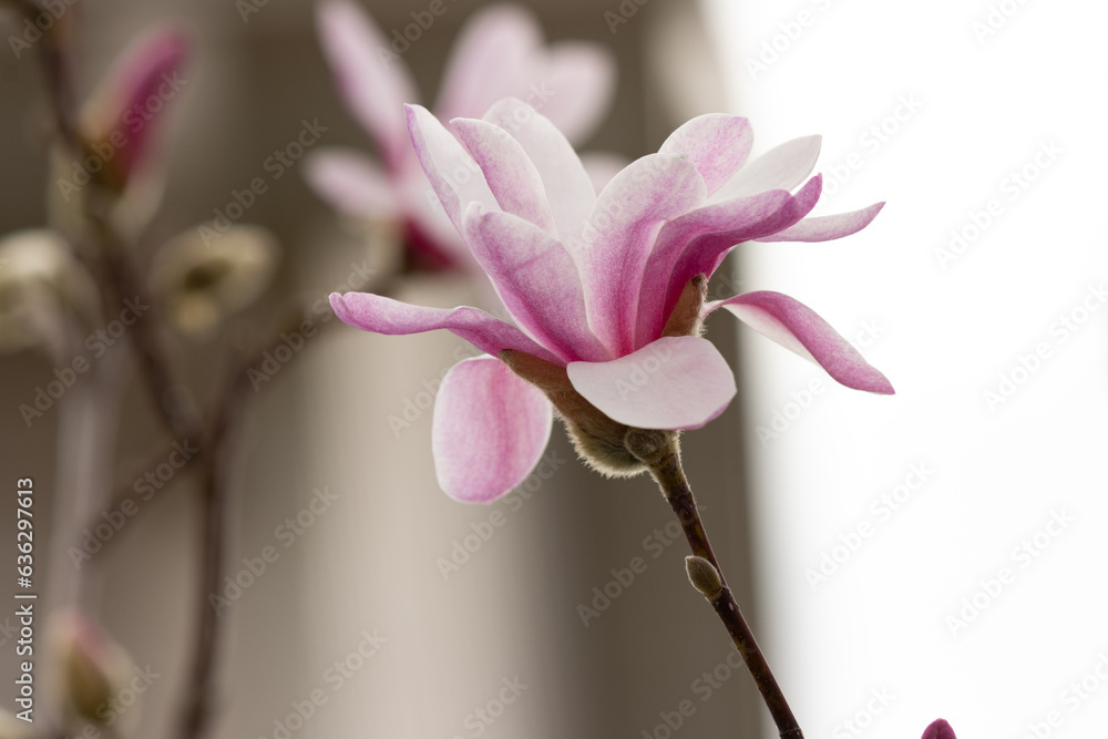 Magnolia Bloom - macro of a magnolia bloom in spring