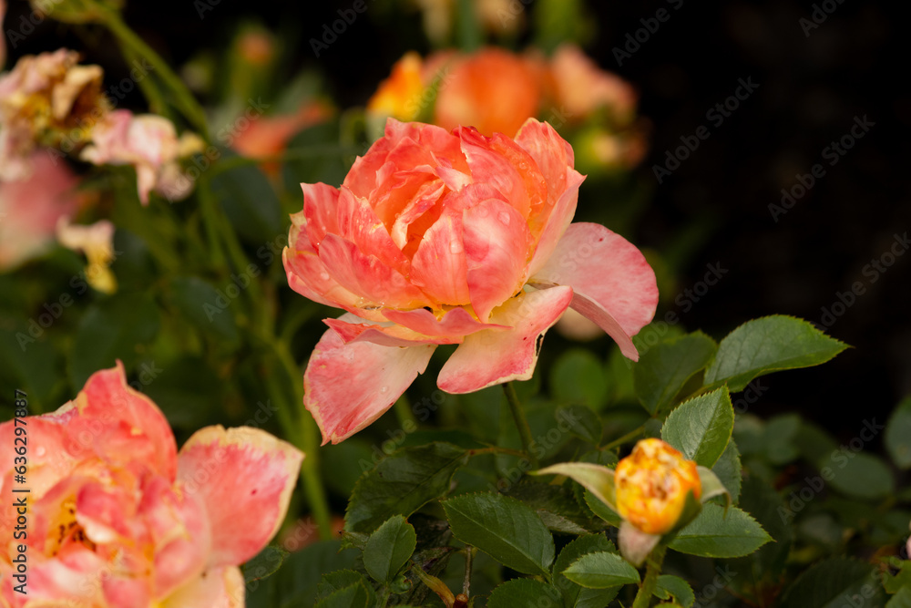 Peach - a peach rose with orange background flowers Peach - a peach rose with orange background flowers