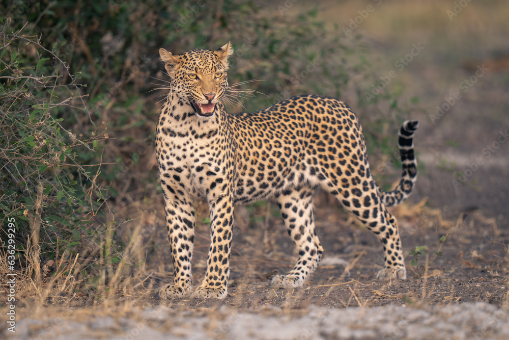 Leopard stands by leafy bush opening mouth Leopard stands by leafy bush opening mouth