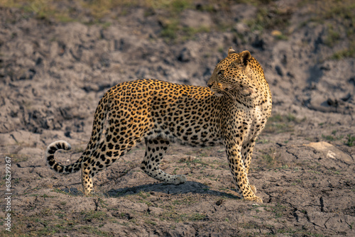 Leopard stands on dry riverbed looking back