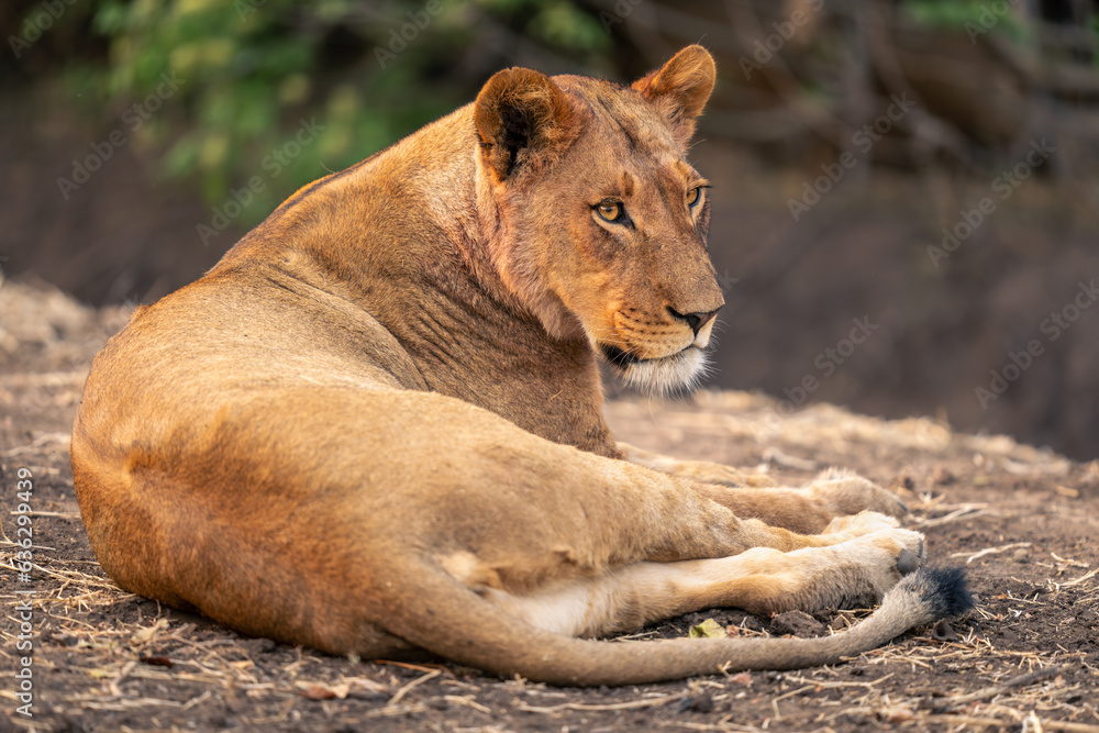 Fototapeta premium Lioness lies on muddy bank looking right