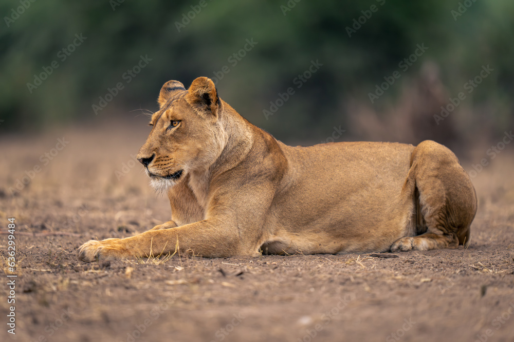 Fototapeta premium Lioness lies on sandy ground by trees