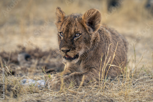 Lion cub lies in grass staring ahead
