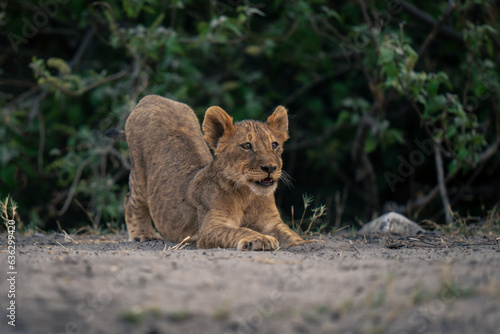 Lion cub stretches on sand near bushes