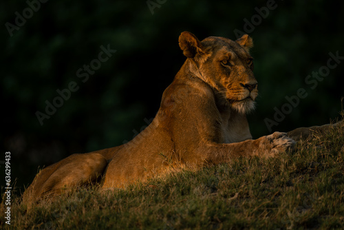 Lioness lies on grassy bank near woods