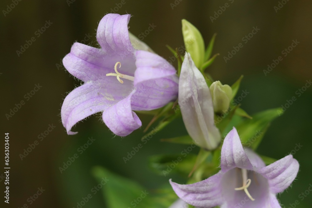 Lilac flower of Campanula broadleaf, Campanula latifolia, close-up Lilac flower of Campanula broadleaf, Campanula latifolia, close-up