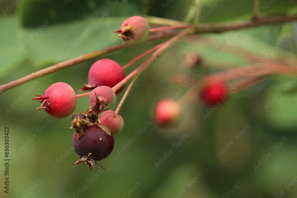 Red berries of Irga round-leaved, Amelanchier ovalis medik, on a plant branch Red berries of Irga round-leaved, Amelanchier ovalis medik, on a plant branch