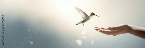 A hummingbird landing on a hand