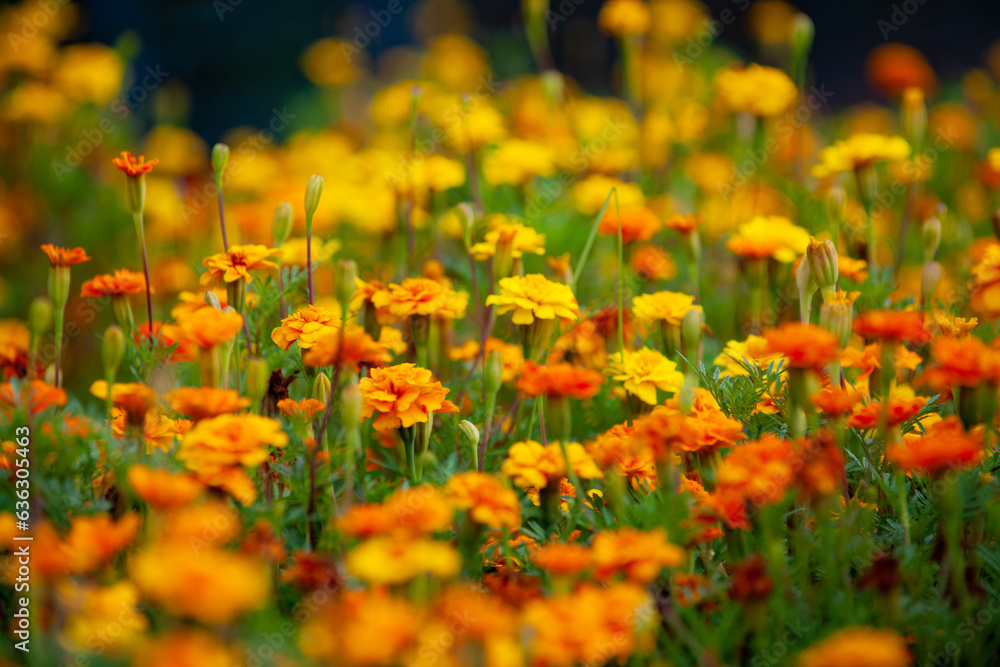 Chrysanthemum Blooming in City Parks - Marigold Chrysanthemum Blooming in City Parks - Marigold
