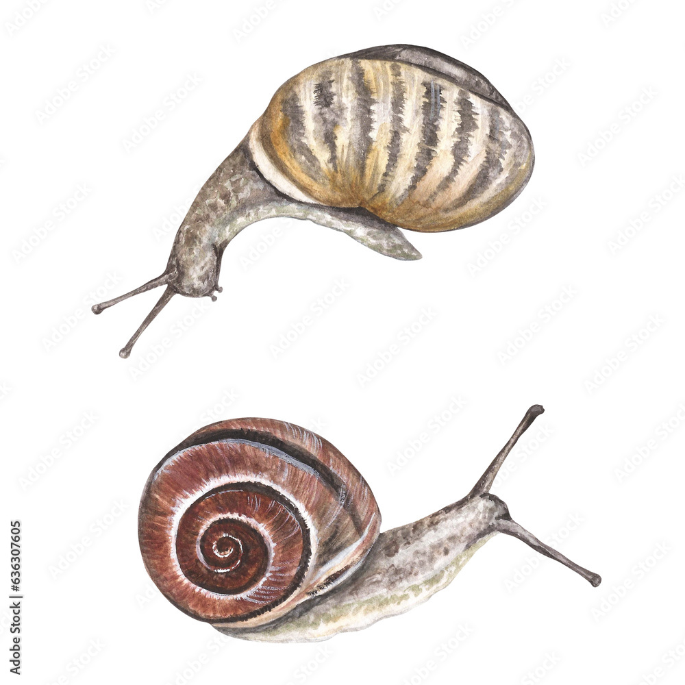 Set of brown forest snails. Watercolor illustration isolated on ...