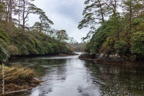 River in the forest, Glengarriff in Ireland photo