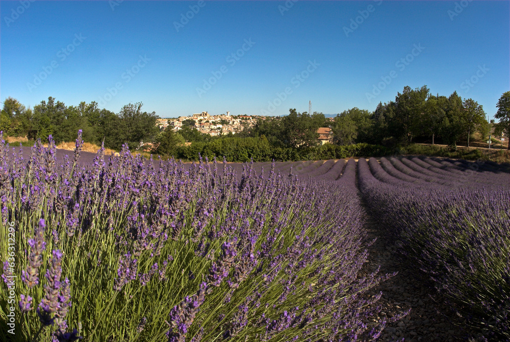 Obraz premium Lavandula latifolia, culture de la lavande, Village, Valensole , 04, Alpes de Haute Provence, France