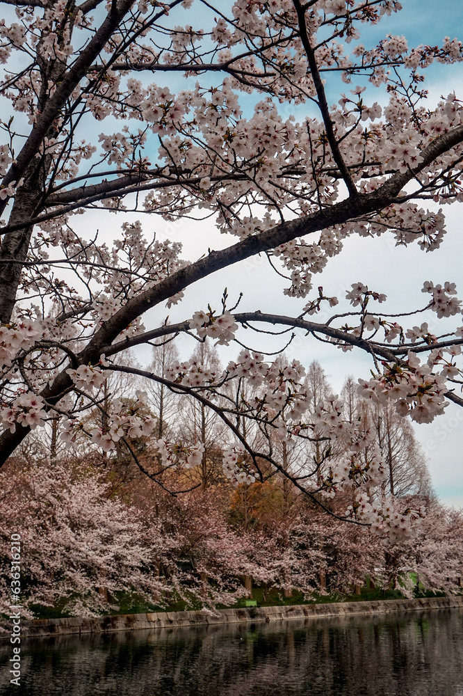 beautiful pink sakura cherry blossom flowers blooming in the garden in spring beautiful pink sakura cherry blossom flowers blooming in the garden in spring