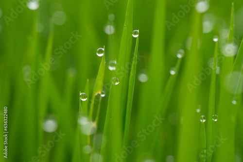 sparkling morning dew on the green grass. blurred image of dew or raindrops. natural background. droplets. 