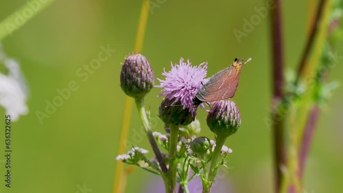 Wallpaper Mural White-letter Hairstreak Feeding on a Thistle Torontodigital.ca