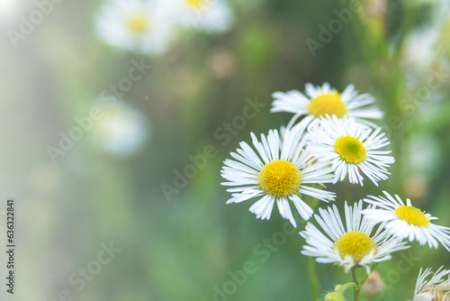 Flowers of Erigeron speciosus. Mexican daisy, Spanish daisy. Floral background.  © Лариса Люндовская