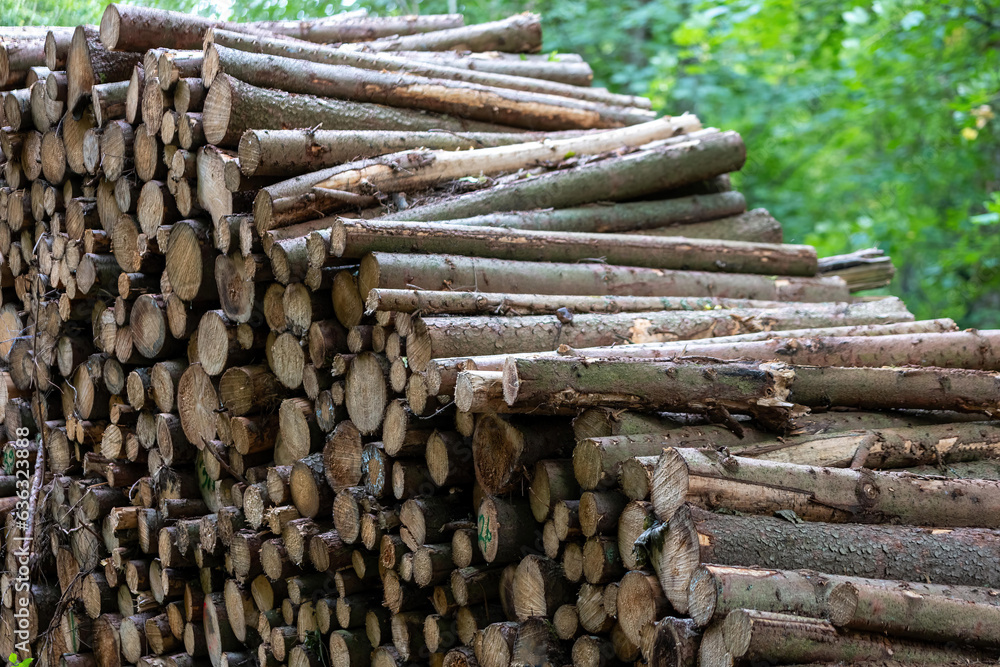 wood piles in the forest industry in the forest wood piles in the forest industry in the forest