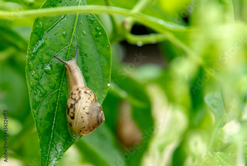 a snail perched on a chili leaf